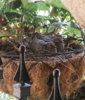 doves-in-hanging-basket-21493522.jpg