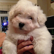 coton de tulear puppies