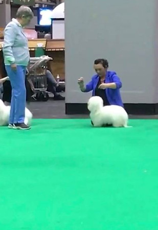 Cotonxtreme Theresakins 1st at crufts