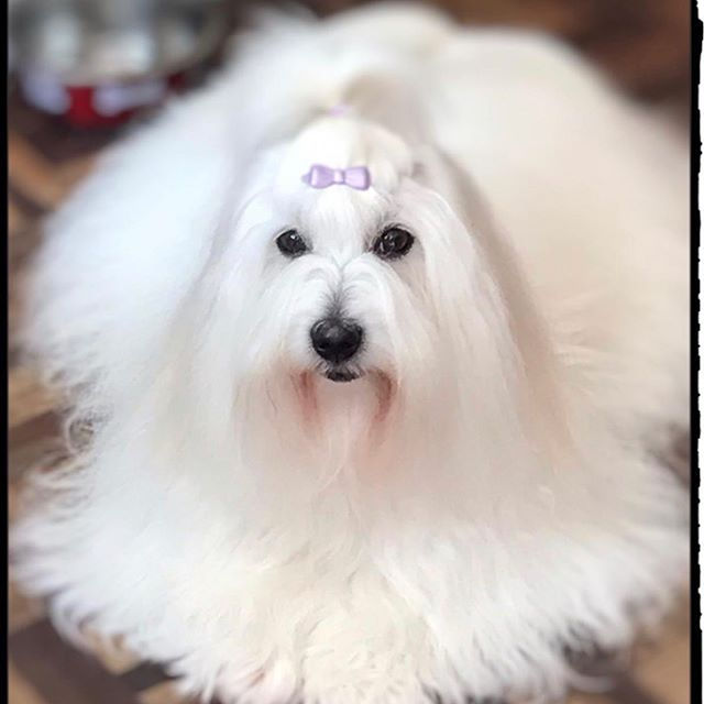 Coton De Tulear Puppies Cotonxtreme Kennel Coton De Tulear England