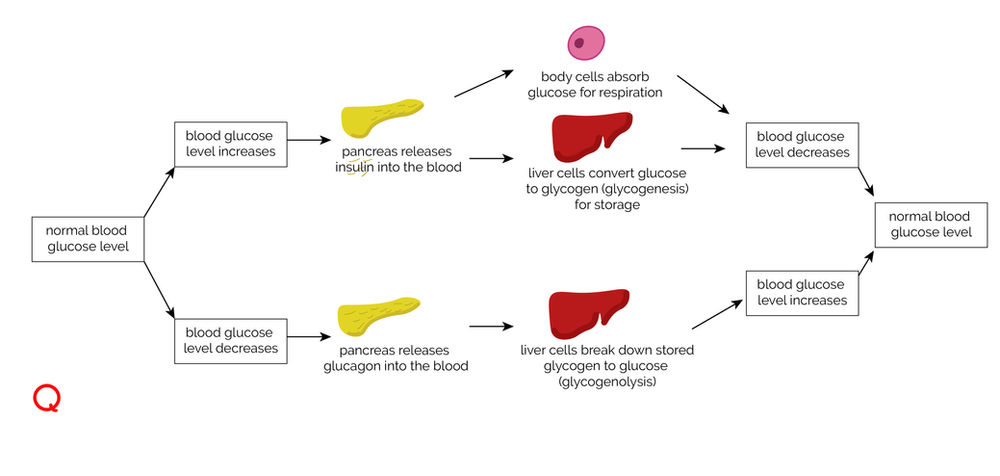 Csec Biology Assimilation And Blood Sugar Regulation In Humans