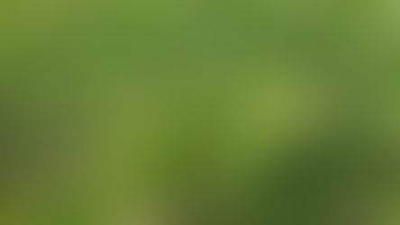 FIGHTING BUREAUCRATIC INFLATION AND THE CURSE OF WEEDS