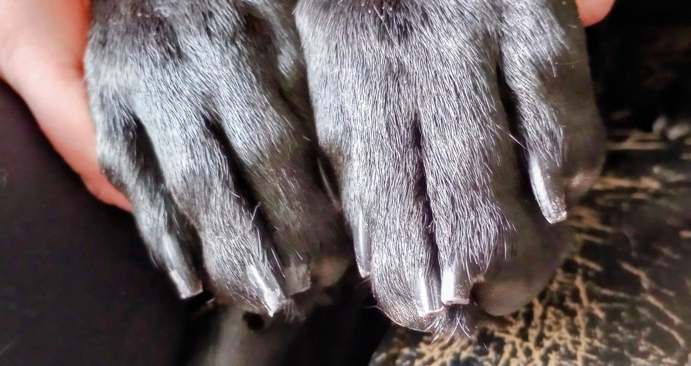 This is a picture of a cat's nails that need trimming, this is under the Grinding Category