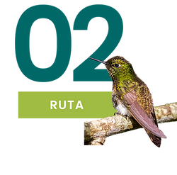 pagina web pajaros-03.png