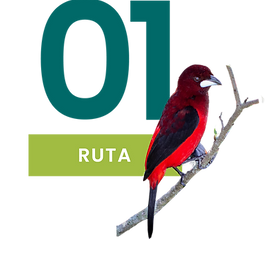 pagina web pajaros-10.png