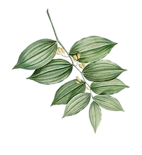 leaves-01.png