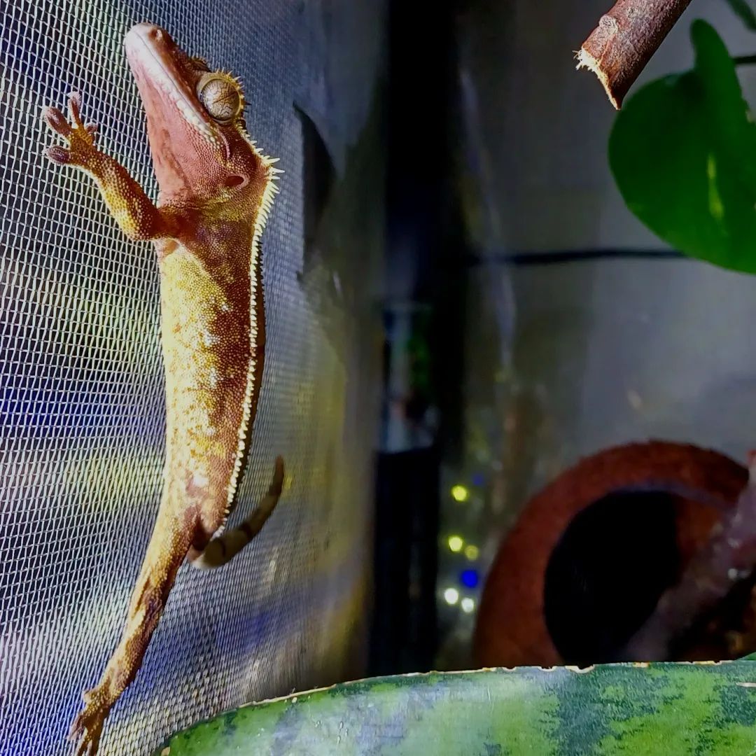 Home | reptileguys951