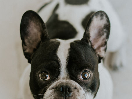 FOOD FOR FIDO