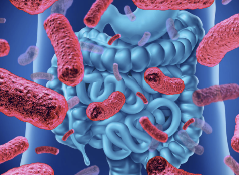 The Microbiome Within Us: How Gut Bacteria Shape Our Health