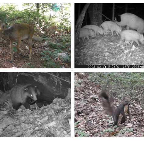 Wild Neighbors: Discovering the Animals Around Us