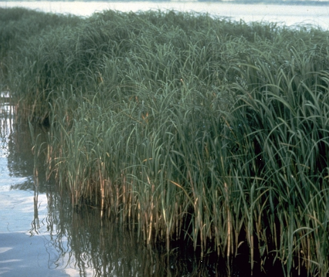 Why Seashore Plants Wither on Farmland - The Hidden Physiology of Halophytes