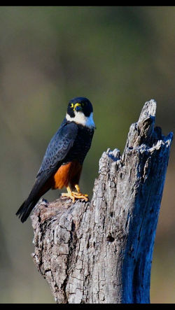 BAT FALCON