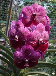 roberts red beauty.jpg