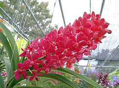 9Vasco. Red Jame x Peggy Foo.jpg