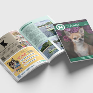 Chihuahua Vereniging Nederland editie 2