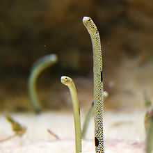 aquarium-16964_1920.jpg