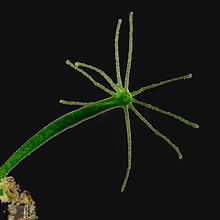800px-Mikrofoto.de-Hydra_15.jpg