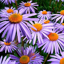 flowers-57764_1280.jpg