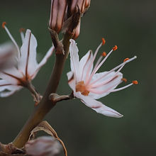stamen-1090080_1920.jpg