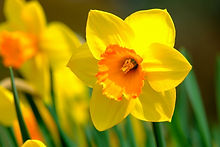 narcissus-4111577_1920.jpg