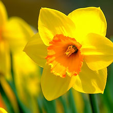 narcissus-4111577_1920.jpg