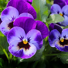 pansy-327188_1920.jpg
