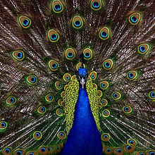 peafowl-1868.jpg