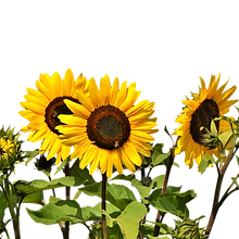 sunflower-2914972_1920.png