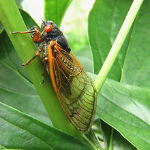 cicada-2003429_1920.jpg