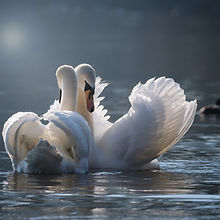 swan-4013225_1920.jpg