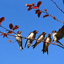 swallow-3584915.jpg