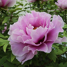 peony-1205865_1920.jpg