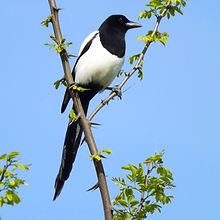 birds-740605_1920.jpg