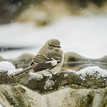 mockingbird-1154728_1920.jpg