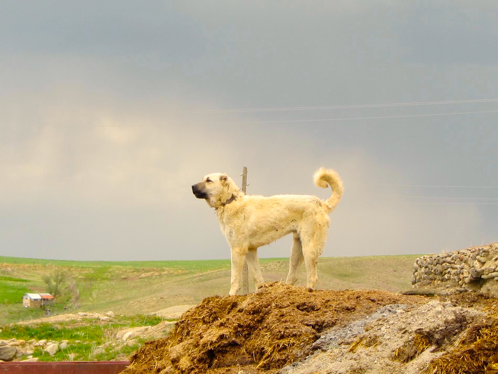 kangal dog history