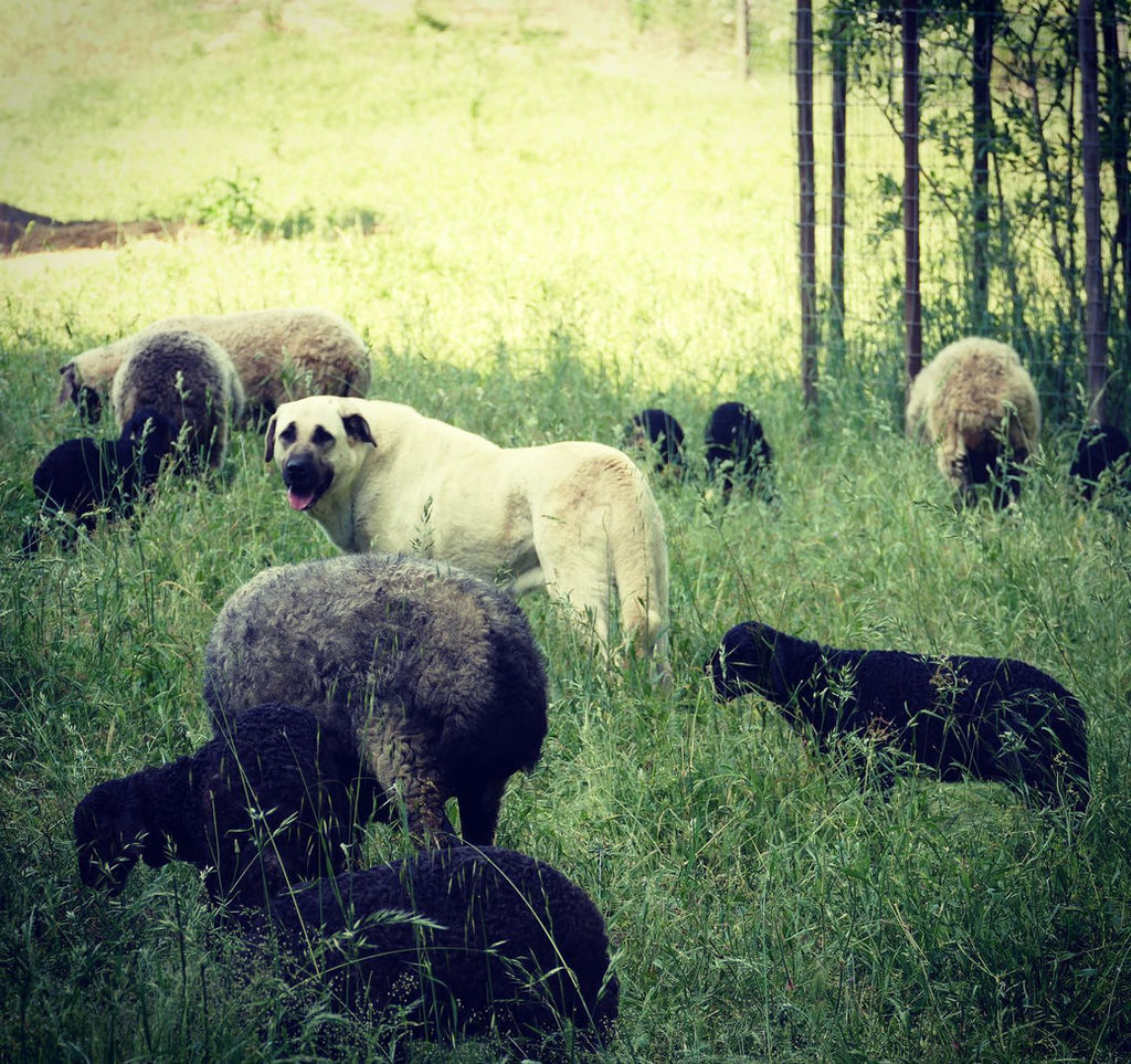 kangal livestock guardian dogs