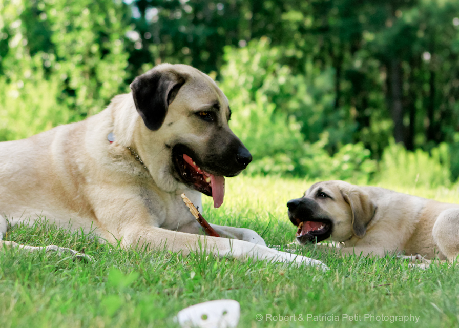 The Kangal Dog