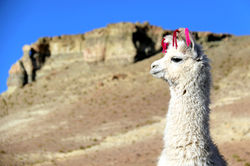 Alexandre Peplaw Photographe