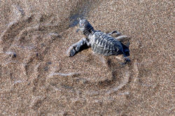 Alexandre Peplaw Photographe