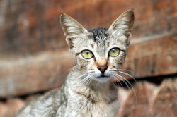 Alexandre Peplaw Photographe