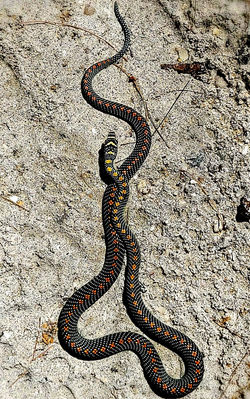 Alexandre Peplaw Photographe