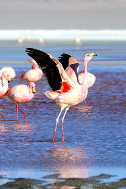 Alexandre Peplaw Photographe