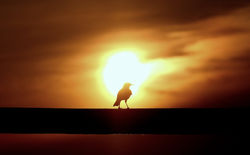 Alexandre Peplaw Photographe