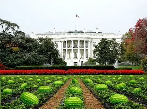 watermellons white house lawn.webp