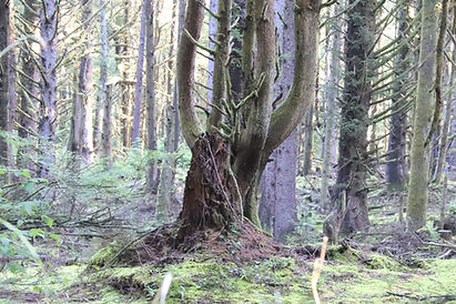 Large tree with multiple upward-facing branches