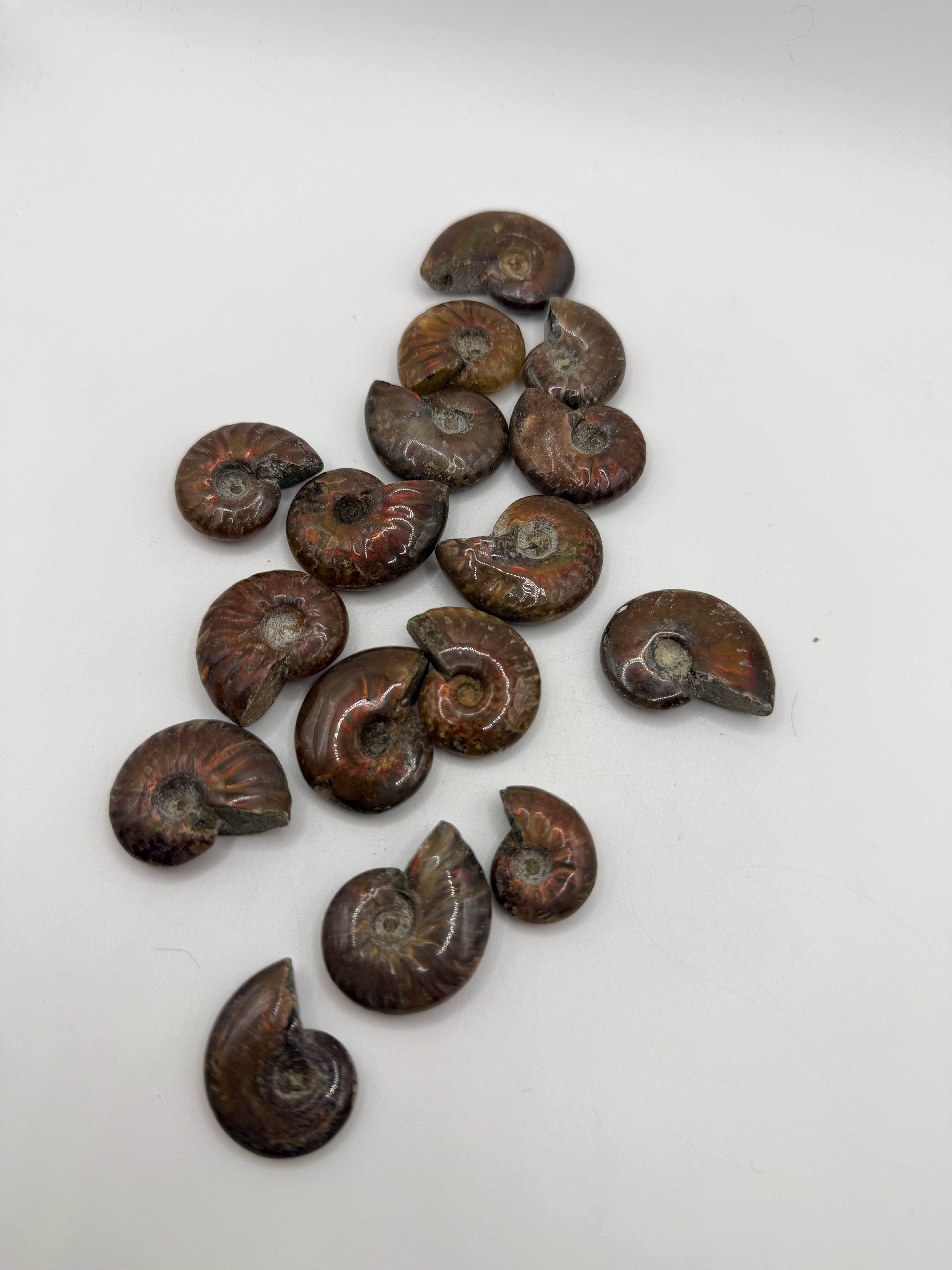 Ammoniet - Volledig (3 à 4 cm)