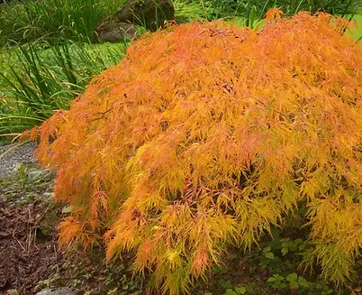 Viridis Japanese Maple Tree
