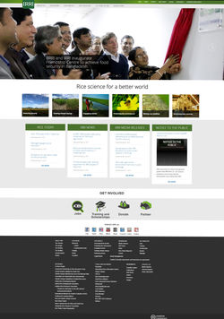 IRRI.org