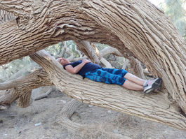 מנוחה על עץ.jpg