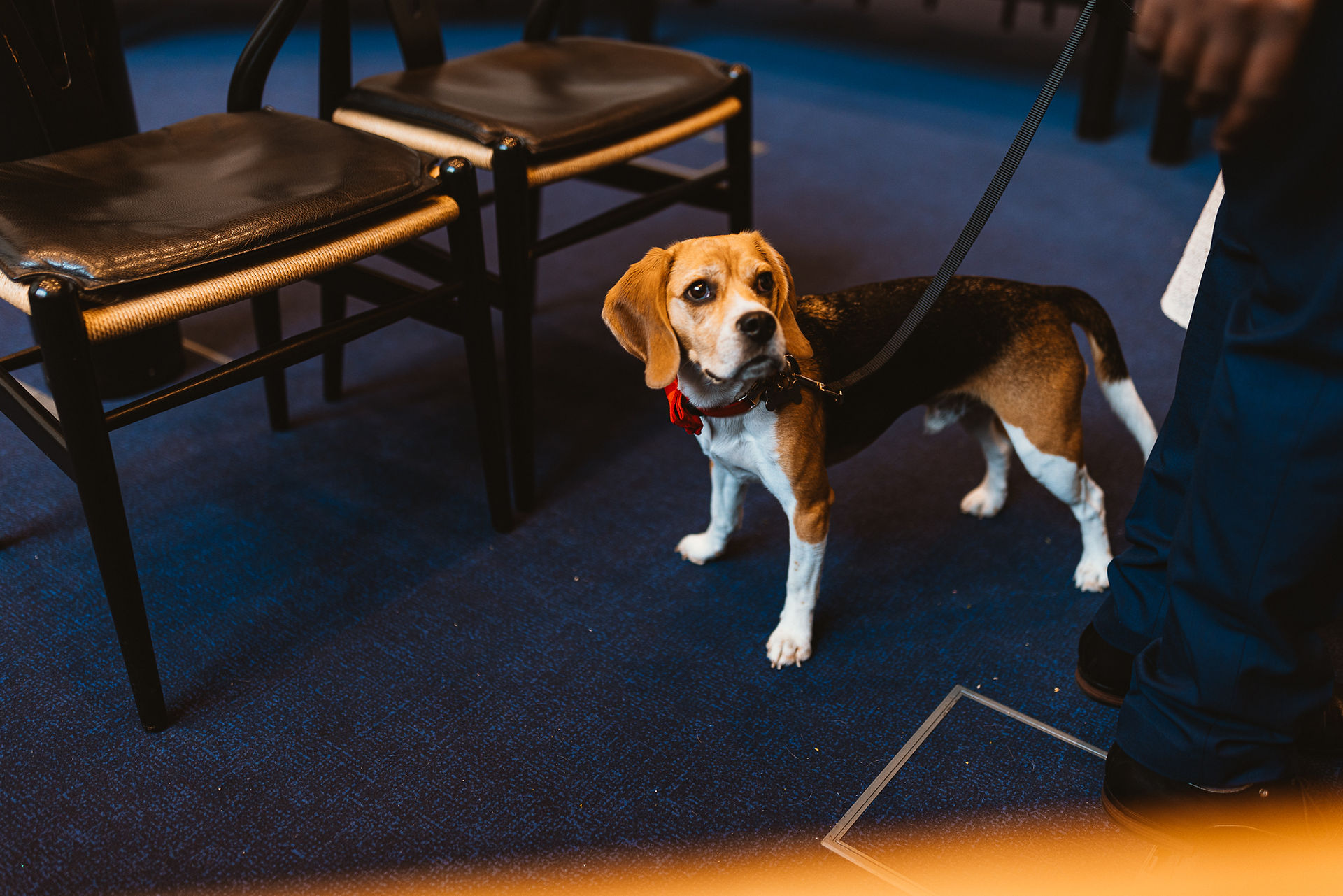 A beagle dog wearing a red bowtie sitting inside the ceremony room at Store Heddinge Town Hall.
